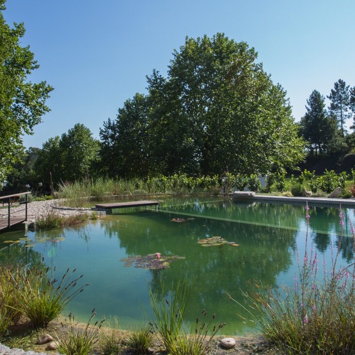 portugal-iboga-retreat, Medicine Spirit Iboga Retreats